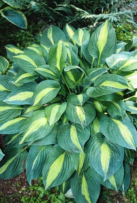 Image of Hosta 'Striptease' taken at E. Elslager Gdn, MI
