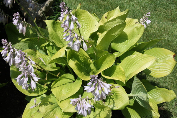 Image of Hosta 'Sum and Substance' taken at Beth Karp Garden, OH