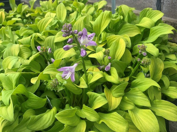 Image of Hosta 'Sun Mouse' PP 30,033 taken at Juniper Level Botanic Gdn, NC by C. Hardison