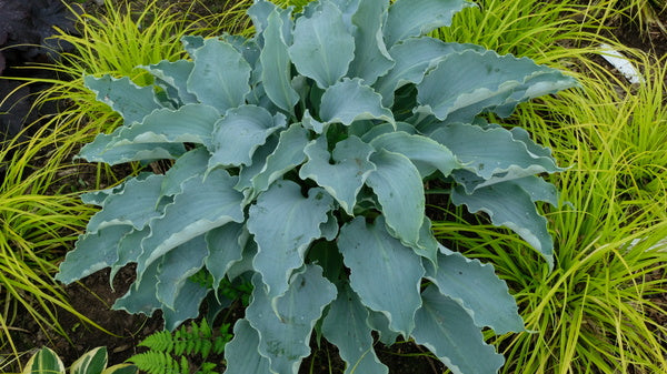 Image of Hosta 'Tears in Heaven' PP 33,297 taken at Walters Gardens, MI by JLBG