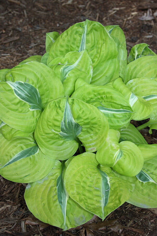 Hosta Time Traveler PP 32960