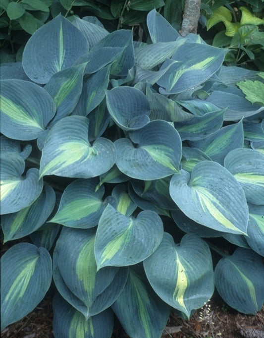 Image of Hosta 'Touch of Class' taken at Juniper Level Botanic Gdn, NC by JLBG