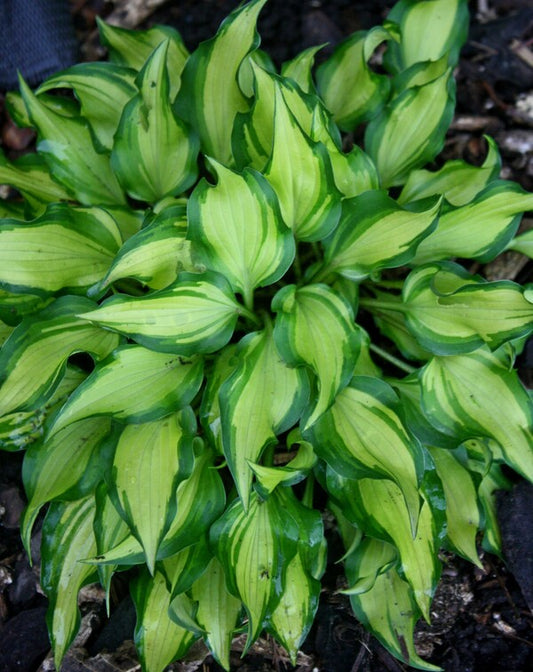 Image of Hosta 'Vanilla Bean' taken at Juniper Level Botanic Gdn, NC by JLBG