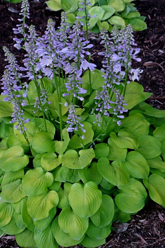 Image of Hosta 'Viking Sunshine' taken at Juniper Level Botanic Gdn, NC by JLBG