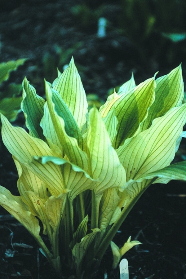 Image of Hosta 'White Wall Tire' taken at Juniper Level Botanic Gdn, NC by JLBG
