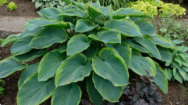 Image of Hosta 'Wu-La-La' PP 31,309 taken at Walters Gardens, MI by T. Avent
