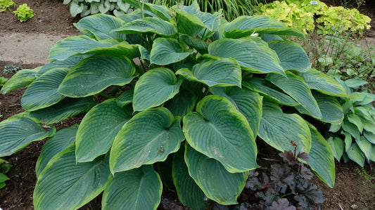 Image of Hosta 'Wu-La-La' PP 31,309 taken at Walters Gardens, MI by T. Avent