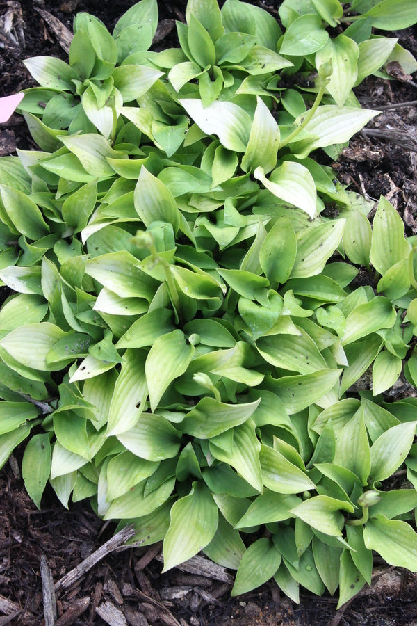 Image of Hosta 'Yellow Sapphire' taken at Juniper Level Botanic Gdn, NC by JLBG