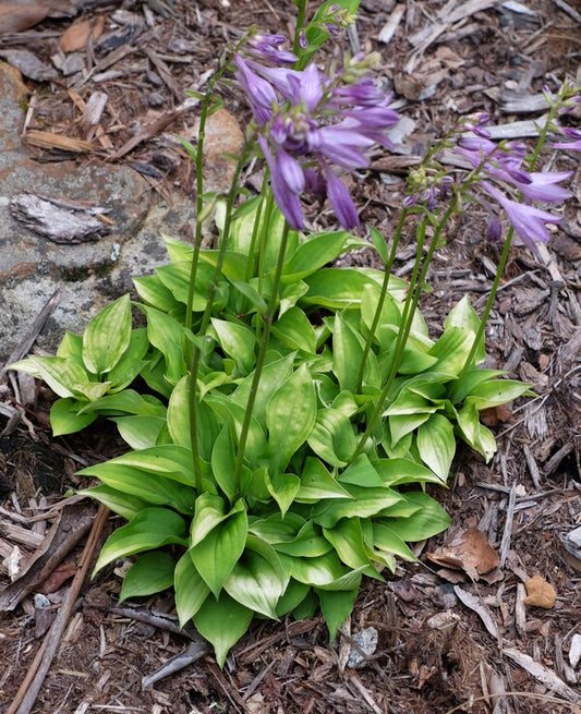 Image of Hosta 'Yellow Sapphire' taken at Juniper Level Botanic Gdn, NC by JLBG