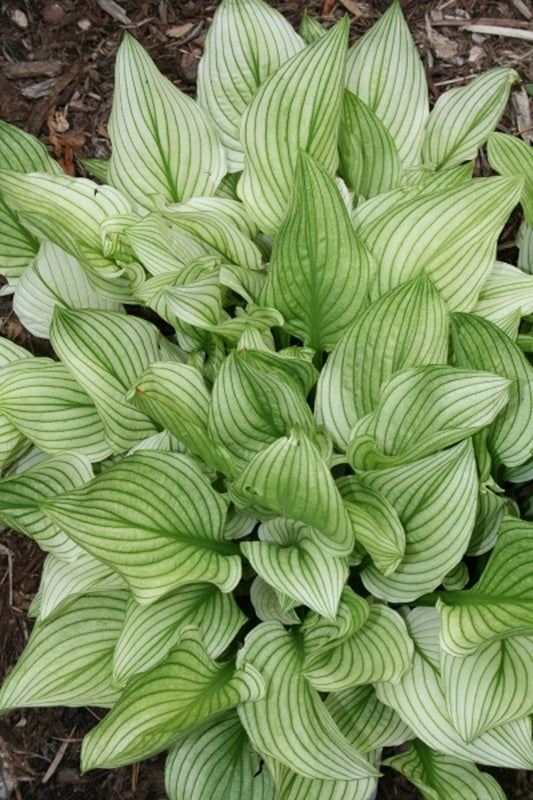 Image of Hosta 'Zebra Stripes' taken at Juniper Level Botanic Gdn, NC by JLBG