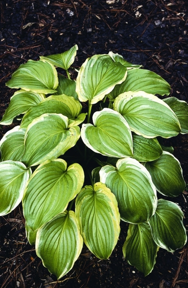 Image of Hosta plantaginea 'Ming Treasure' taken at Juniper Level Botanic Gdn, NC by JLBG