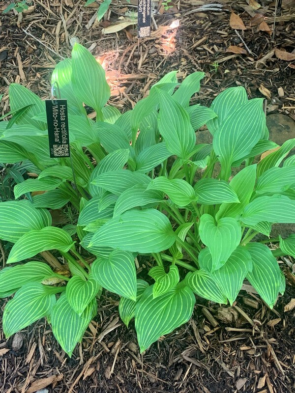 Image of Hosta rectifolia 'Mito-no-hana' taken at Juniper Level Botanic Gdn, NC by C. Hardison