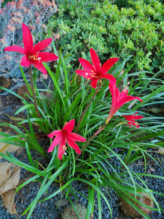 Image of Howardara 'Riley Kate' taken at Juniper Level Botanic Gdn, NC by JLBG
