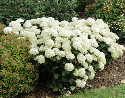 Image of Hydrangea arborescens 'Wee White 2.0' PPAF by Proven Winners