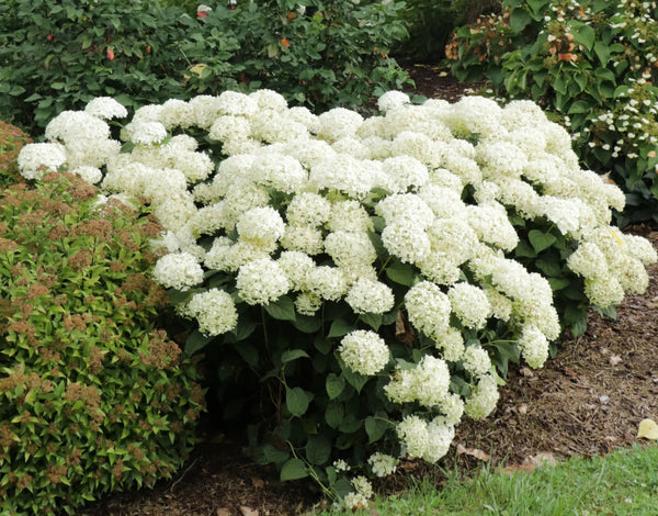 Image of Hydrangea arborescens 'Wee White 2.0' PPAF by Proven Winners