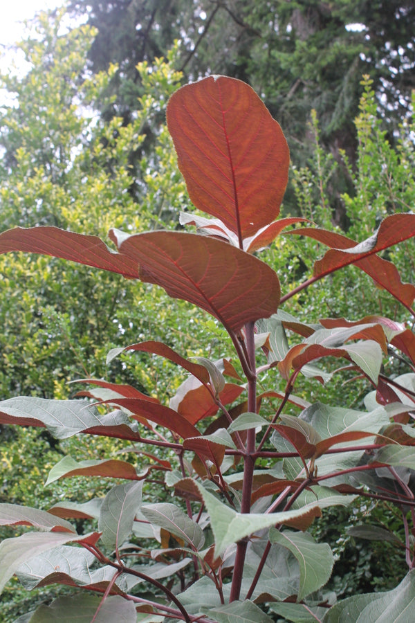 Image of Hydrangea aspera 'Koki' taken at Windcliff Gardens, WA by JLBG