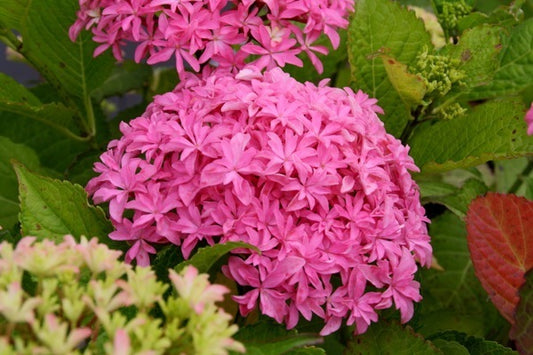 Image of Hydrangea macrophylla 'Inspire' PP 26,824 by Concept Plants