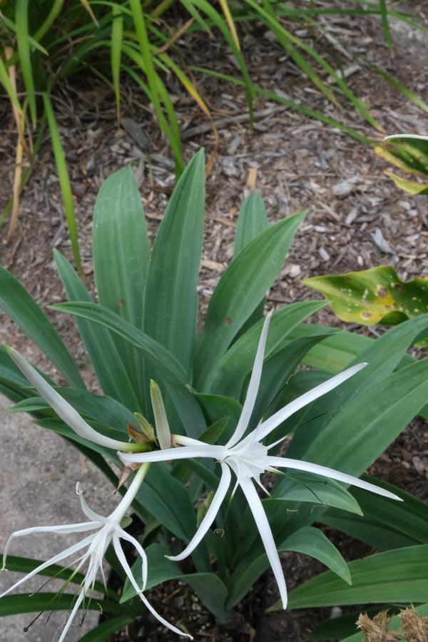 Learn about Hymenocallis azteciana 'Jalisco Blue' | Jalisco Blue Aztec  Spider Lily