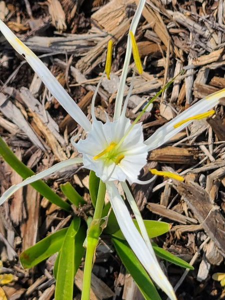 Image of Hymenocallis duvalensis 'Apalachicola Angel' taken at Juniper Level Botanic Gdn, NC by JLBG