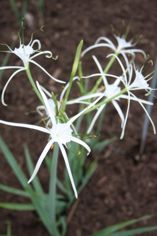 spider lily medicinal uses Hymenocallis howardii