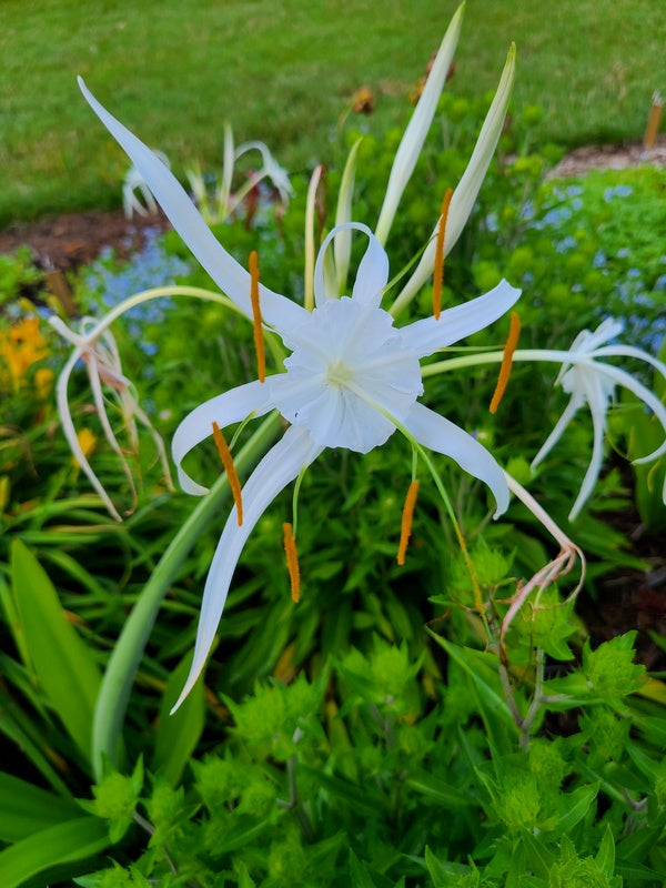 spider lily species Hymenocallis imperialis