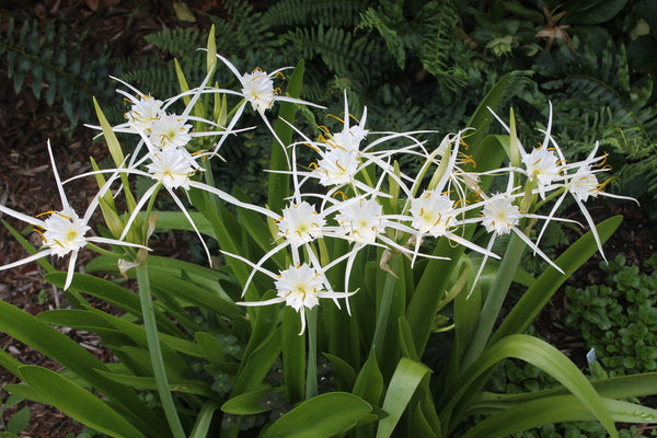 Image of Hymenocallis liriosme 'Chalmette' taken at Juniper Level Botanic Gdn, NC by JLBG