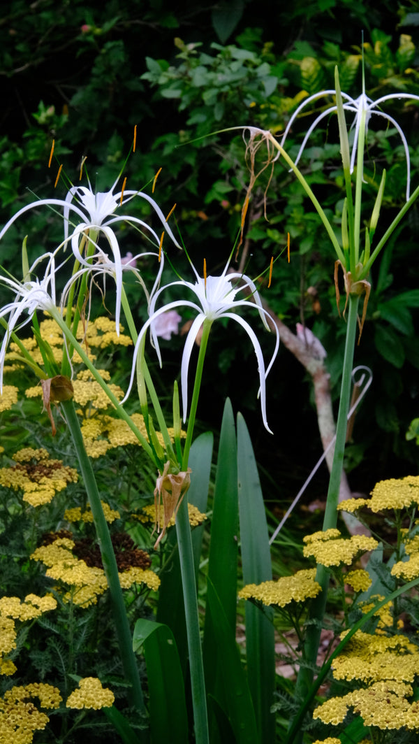 spider lily white plant Hymenocallis maxialis Wetmax