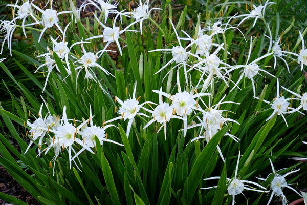wild spider lily Hymenocallis pimana