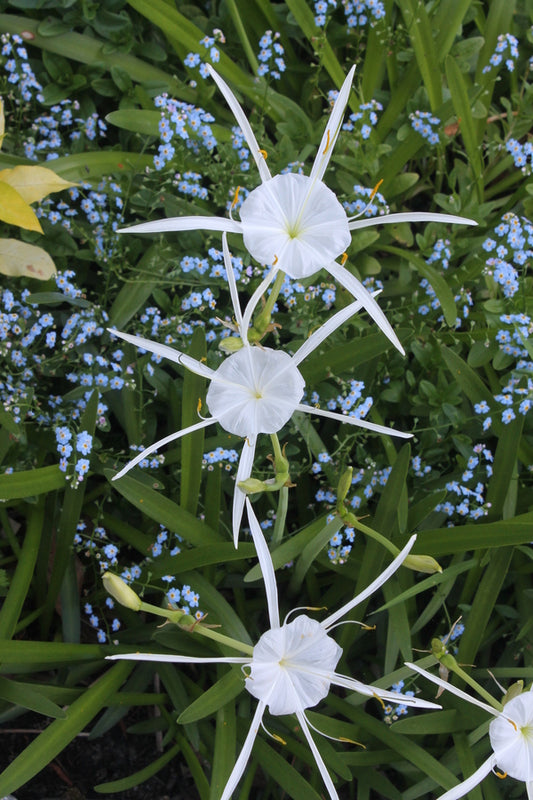 Image of Hymenocallis pygmaea 'South of the Border' taken at Juniper Level Botanic Gdn, NC by JLBG
