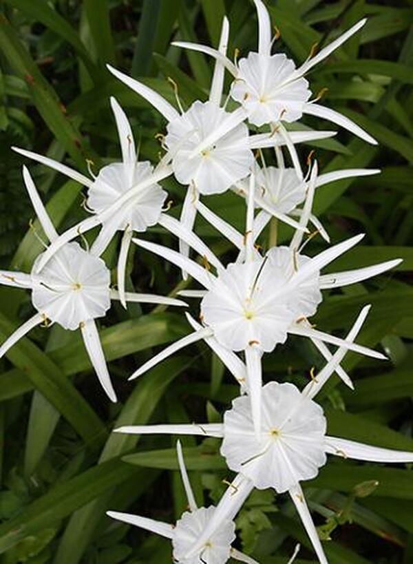 white spider lily florida Hymenocallis traubii