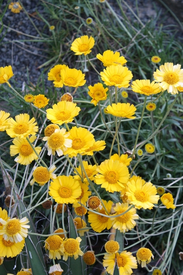 Image of Hymenoxys scaposa 'Travis'