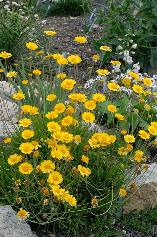 Image of Hymenoxys scaposa 'Travis' taken at Juniper Level Botanic Gdn, NC by JLBG