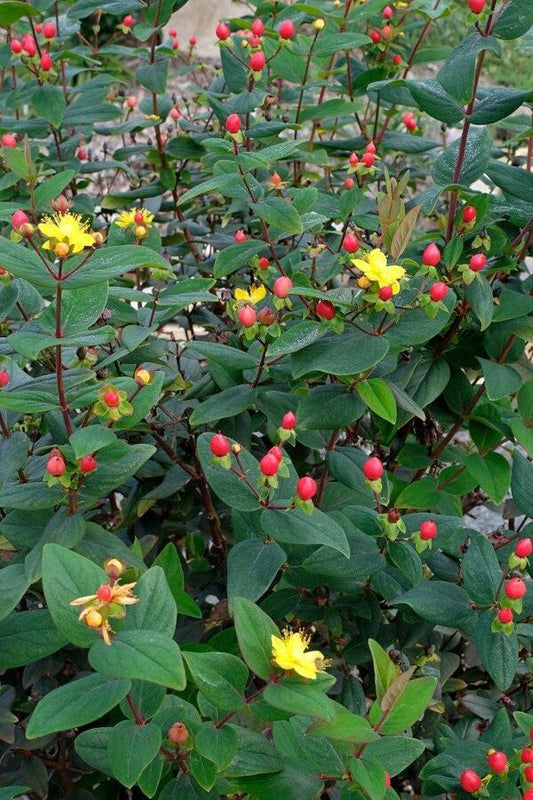 Image of Hypericum x inodorum 'Hypearl Compact Red' taken at Juniper Level Botanic Gdn, NC by JLBG