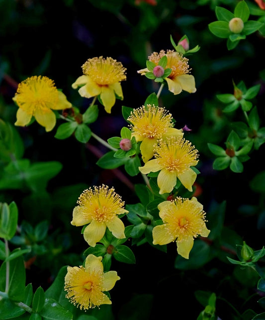 Image of Hypericum myrtifolium 'Georgia Girl'