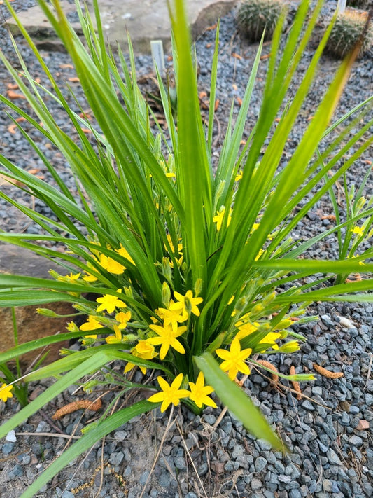 Image of Hypoxis hirsuta taken at Juniper Level Botanic Gdn, NC by JLBG