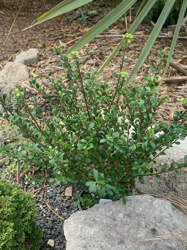 Image of Ilex crenata 'Glorie Dwarf' PP 30,068 taken at Juniper Level Botanic Gdn, NC by C. Hardison