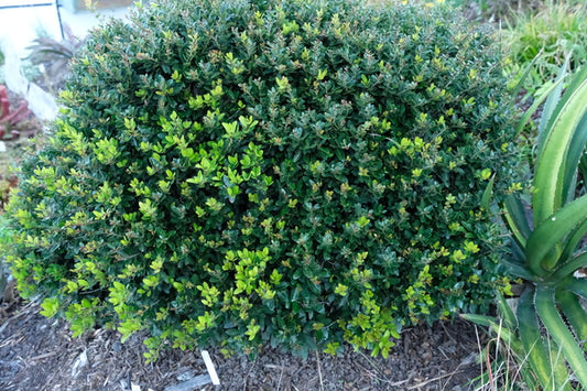Image of Ilex vomitoria 'Oscar' taken at Juniper Level Botanic Gdn, NC