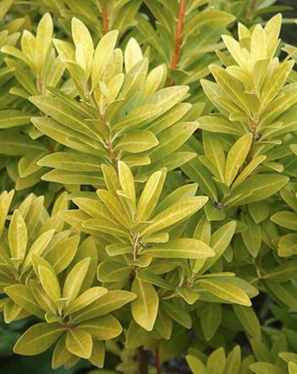 Image of Illicium parviflorum 'Florida Sunshine' taken at Juniper Level Botanic Gdn, NC by JLBG