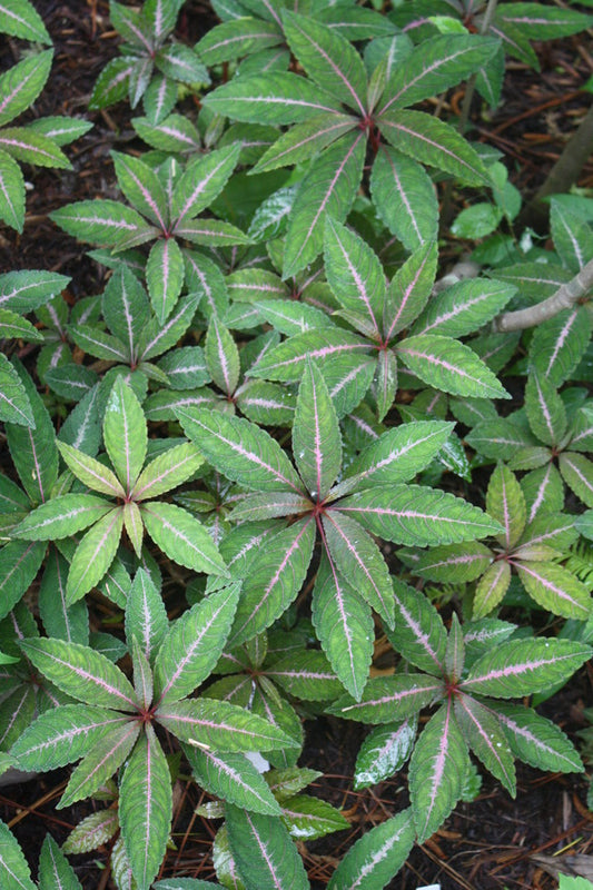 Image of Impatiens omeiana 'Silver Pinkster' taken at Juniper Level Botanic Gdn, NC by JLBG