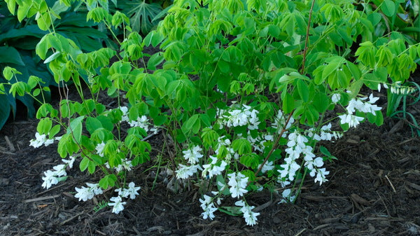 Image of Indigofera kirilowii 'Alba' taken at Juniper Level Botanic Gdn, NC by JLBG