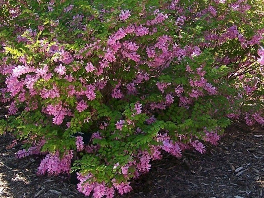 Image of Indigofera kirilowii 'Bernheim' taken at CincyZoo.BG by S. Foltz