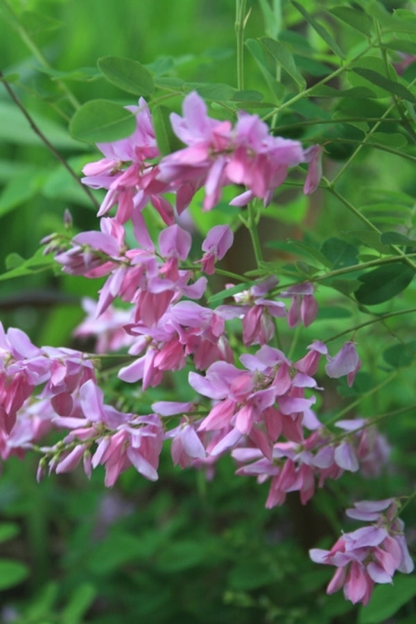 Image of Indigofera kirilowii 'Christo' taken at Juniper Level Botanic Gdn, NC by JLBG