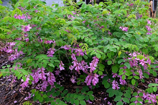Image of Indigofera kirilowii 'Christo' taken at Juniper Level Botanic Gdn, NC by JLBG