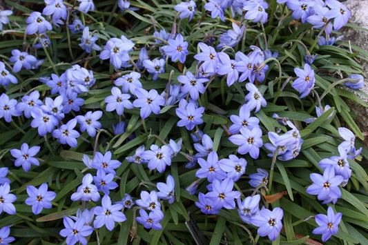 Image of Ipheion peregrinans 'Jessie' taken at Juniper Level Botanic Gdn, NC by JLBG