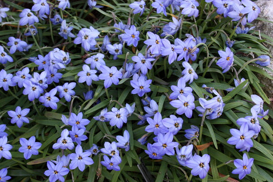 Image of Ipheion peregrinans 'Jessie' taken at Juniper Level Botanic Gdn, NC by JLBG