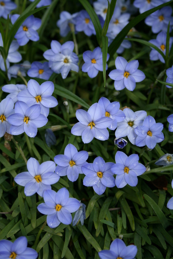 Image of Ipheion peregrinans 'Rolf Fiedler' taken at Juniper Level Botanic Gdn, NC by JLBG