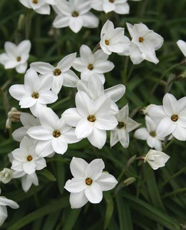 Image of Ipheion uniflorum 'Greystone' taken at Juniper Level Botanic Gdn, NC by JLBG