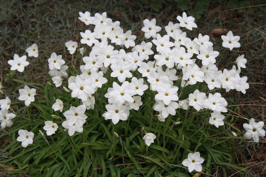 Image of Ipheion uniflorum 'Greystone' taken at Juniper Level Botanic Gdn, NC by JLBG