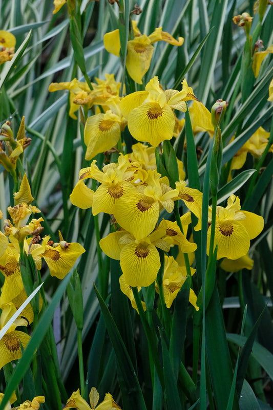 Image of Iris 'Roy Davidson' taken at Juniper Level Botanic Gdn, NC by JLBG