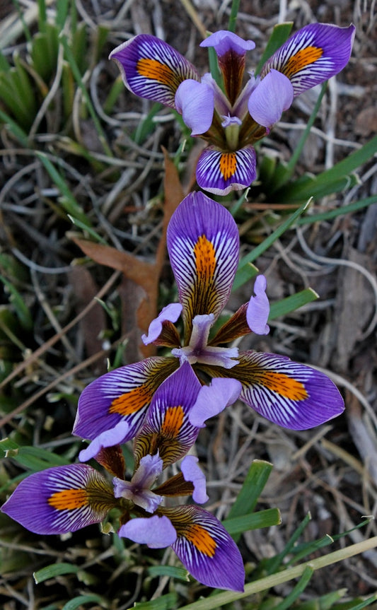 Image of Iris cretensis 'Kotsifou Gorge'